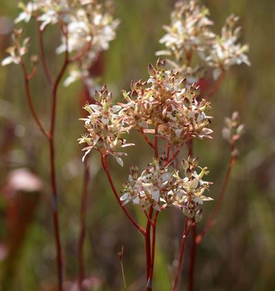 Zigadenus glaberrimus, photographed by Kim