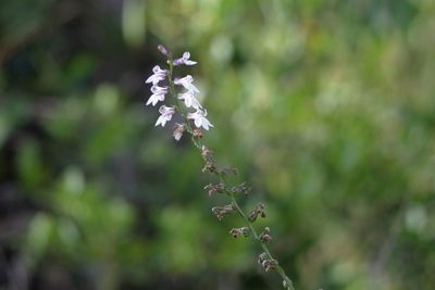 Lobelia floridana