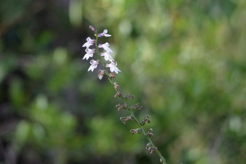 Lobelia floridana, photographed by Kim