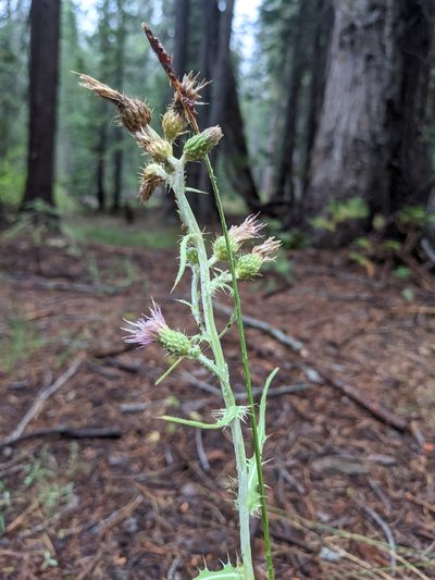 Cirsium douglasii, photographed by Nora Bales