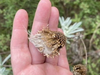 Cirsium texanum, photographed by Haley Daniels