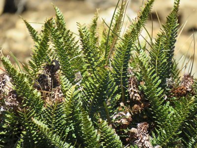 Polystichum andinum, photographed by Nicolas Olejnik