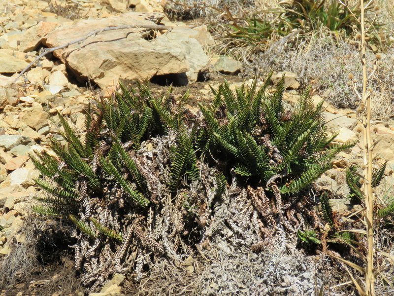 Polystichum andinum, photographed by Nicolas Olejnik