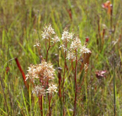 Zigadenus glaberrimus, photographed by Lauren McLaurin