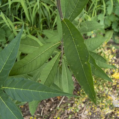 Vernonia noveboracensis, photographed by Randy A Nonenmacher