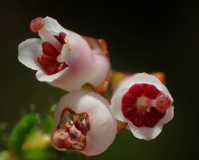 Erica scabriuscula, photographed by Nicola van Berkel