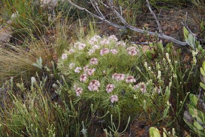 Serruria ascendens, photographed by Tony Rebelo