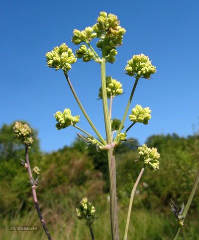 Thalictrum speciosissimum, photographed by José Luis Camaño