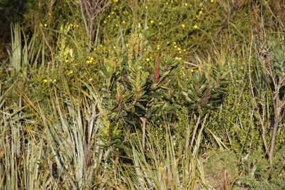 Laurophyllus capensis, photographed by Tony Rebelo