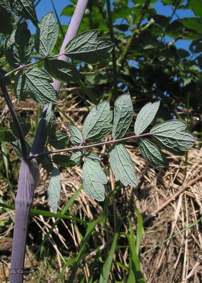Thalictrum speciosissimum, photographed by José Luis Camaño