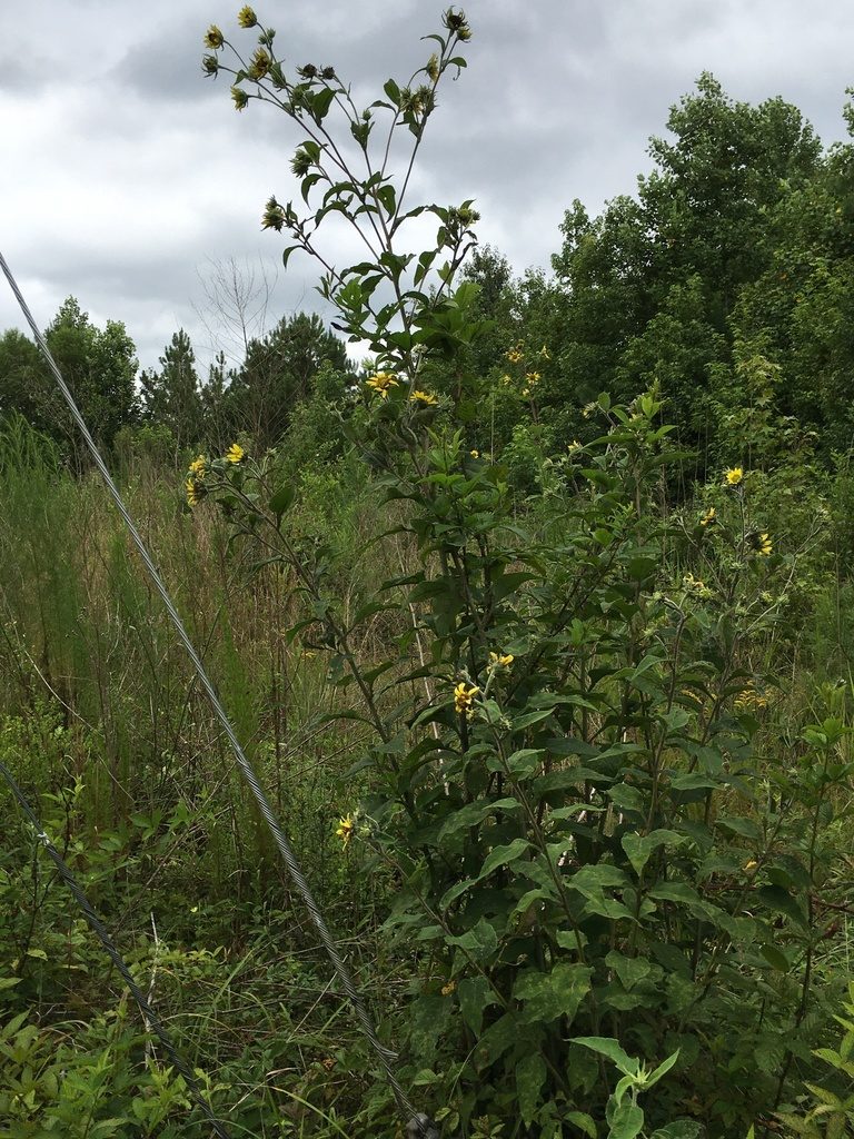 Helianthus resinosus, photographed by Becky Dill