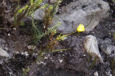 Ursinia paleacea, photographed by Tony Rebelo