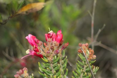Bejaria resinosa, photographed by Andrés Ramírez-Barrera