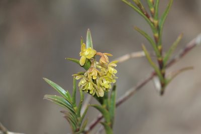 Epidendrum zipaquiranum, photographed by Andrés Ramírez-Barrera