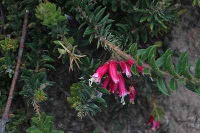 Bejaria resinosa, photographed by Andrés Ramírez-Barrera