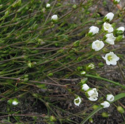 Sagina merinoi, photographed by José Luis Camaño