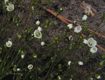 Sagina merinoi, photographed by José Luis Camaño