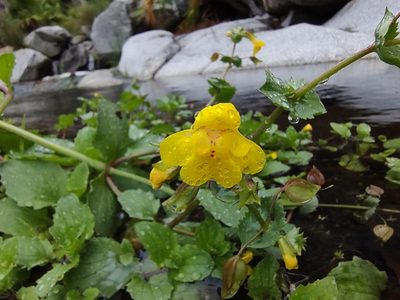 Erythranthe lagunensis, photographed by Abraham Sánchez Romero