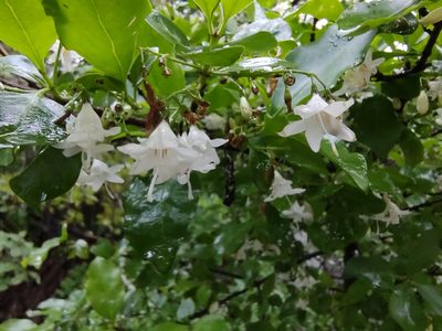 Chiococca alba, photographed by Abraham Sánchez Romero