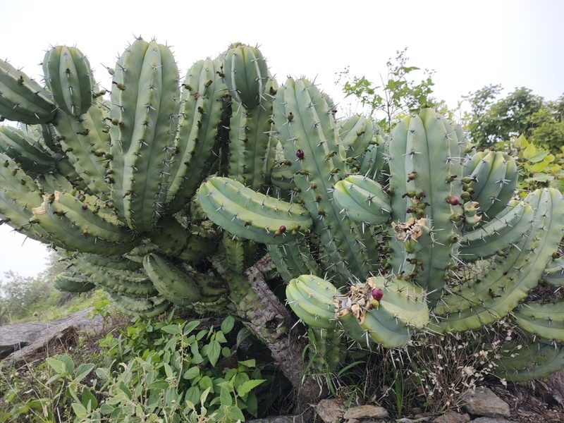 Myrtillocactus cochal, photographed by Abraham Sánchez Romero