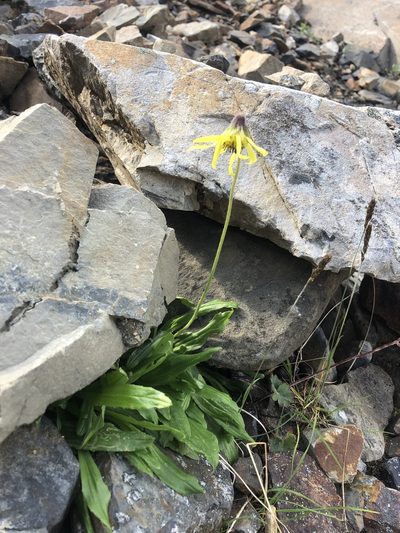 Arnica lessingii, photographed by Allison Gray