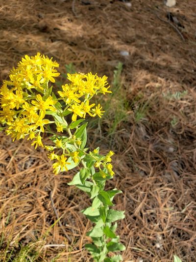 Solidago wrightii, photographed by Daniel