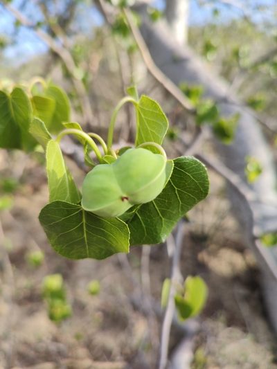 Jatropha vernicosa, photographed by Abraham Sánchez Romero