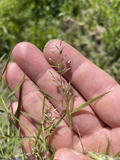 Eragrostis hypnoides, photographed by crothfels
