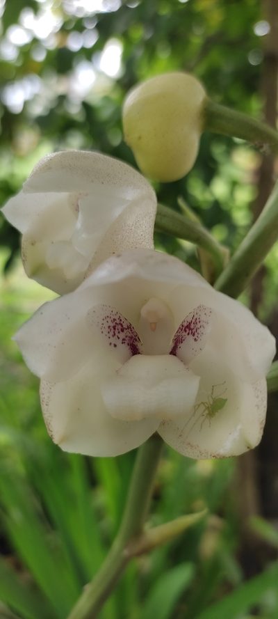 Peristeria elata, photographed by Maria Janeiro