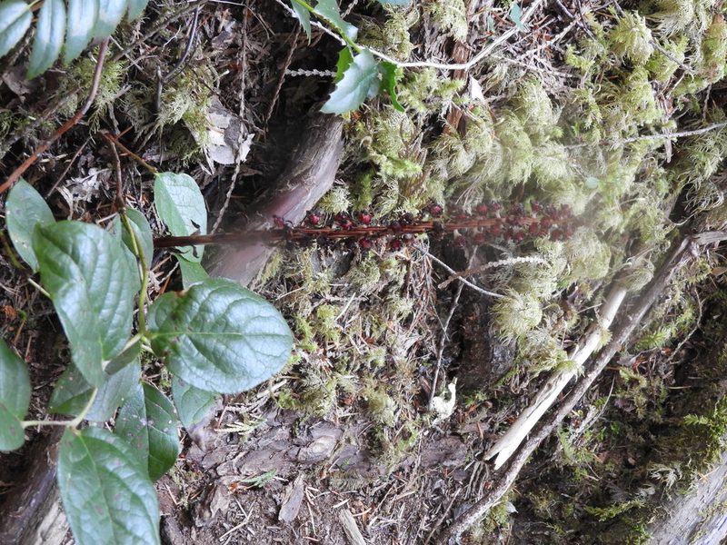 Allotropa virgata, photographed by Randal