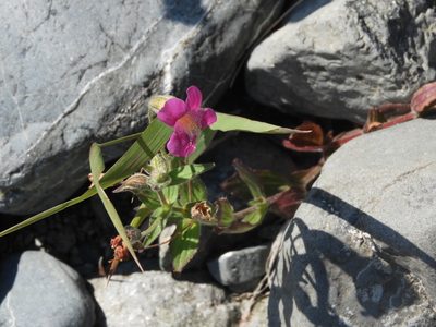 Erythranthe lewisii, photographed by Randal