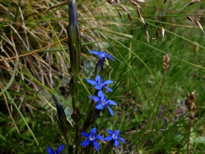 Gentiana nivalis, photographed by Isabella Paleari