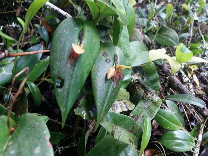 Pleurothallis adonis, photographed by Camila Plata