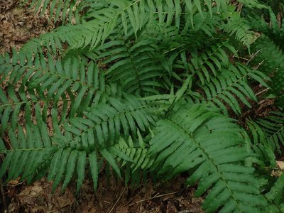 Diplaziopsis pycnocarpa, photographed by Lynn Harper