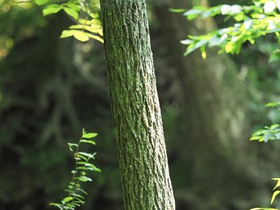 Carya tomentosa, photographed by mefisher