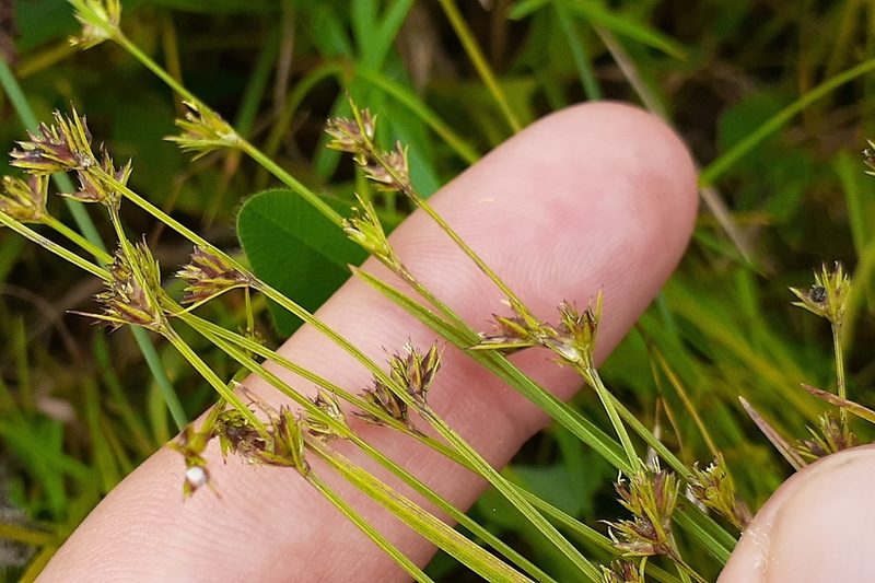 Scleria verticillata, photographed by Quinten Wiegersma