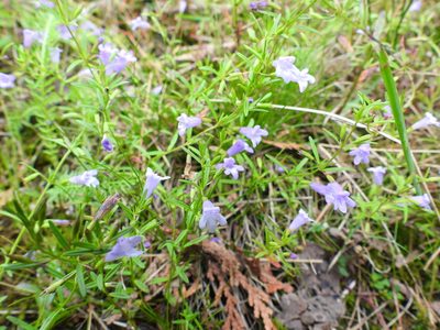 Clinopodium arkansanum, photographed by Jay Solanki