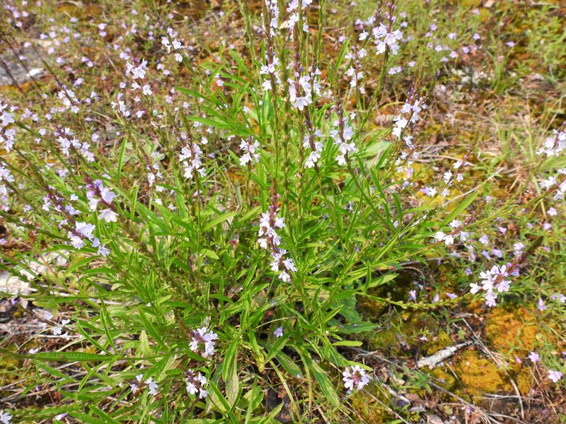 Verbena simplex, photographed by Jay Solanki