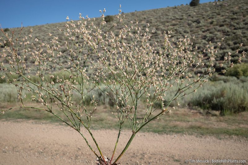Eriogonum baileyi, photographed by Tim Messick