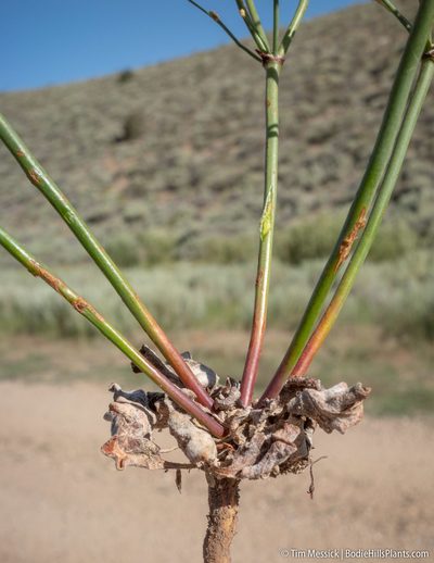 Eriogonum baileyi, photographed by Tim Messick