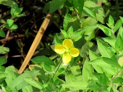 Ludwigia bonariensis, photographed by Annika Lindqvist