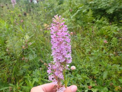 Platanthera psycodes, photographed by Renee MacQuarrie