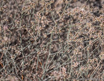 Eriogonum nummulare, photographed by Tim Messick
