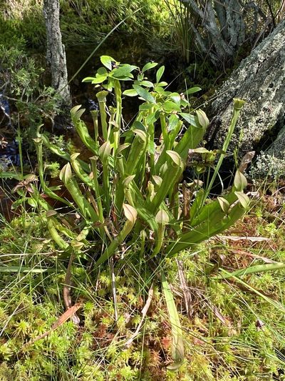 Sarracenia rubra, photographed by Jason K.