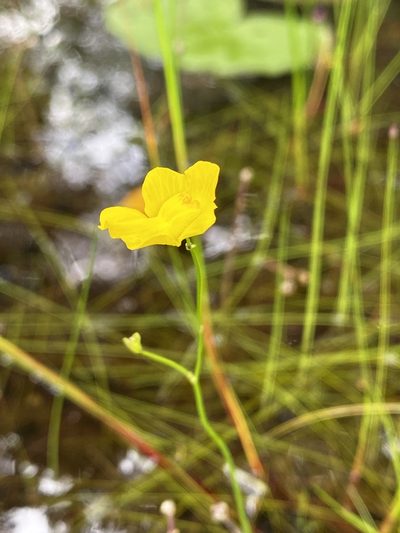 Utricularia striata, photographed by Jason K.