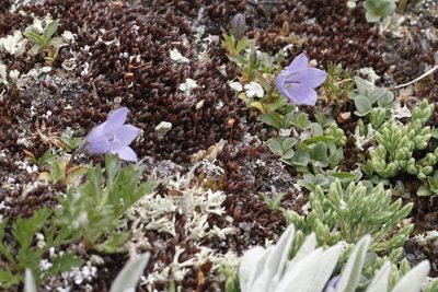 Campanula lasiocarpa, photographed by J Straka