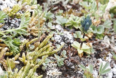 Gentiana glauca, photographed by J Straka