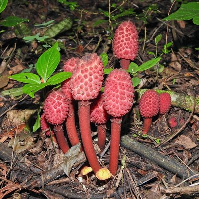 Helosis cayennensis, photographed by Matteo Cassella