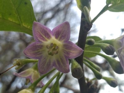 Vassobia breviflora, photographed by Lucas Kaminski