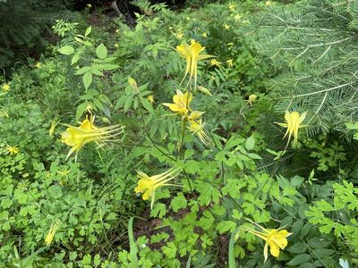 Aquilegia chrysantha, photographed by Daniel McNair